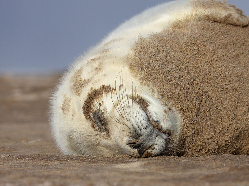 Zoogdieren